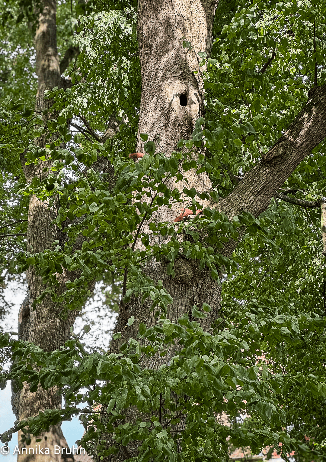 Spielende Eichhörnchen